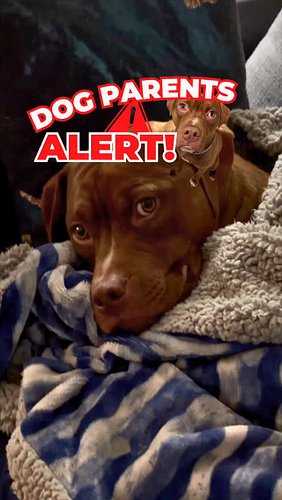 Unfortunately, Bernie picked up Kennel Cough recently in the Patterson Park area. He’s doing fine and recovering, but because...