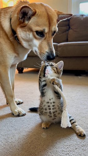 These 2 love to play 💕