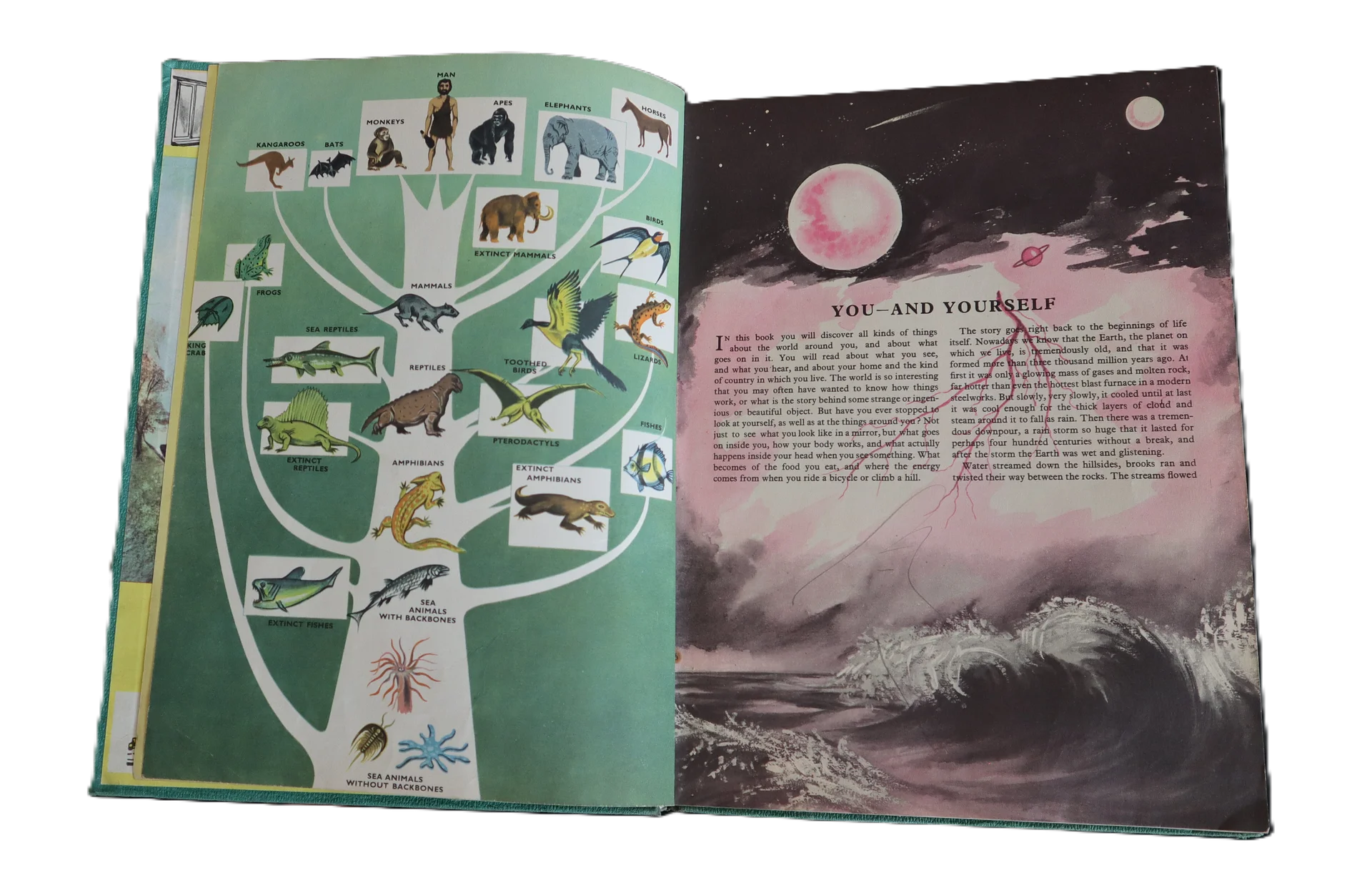 موسوعة الاطفال باللغة الانكليزية 1964 product image (3)