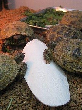 Cuttlebone product image (4)