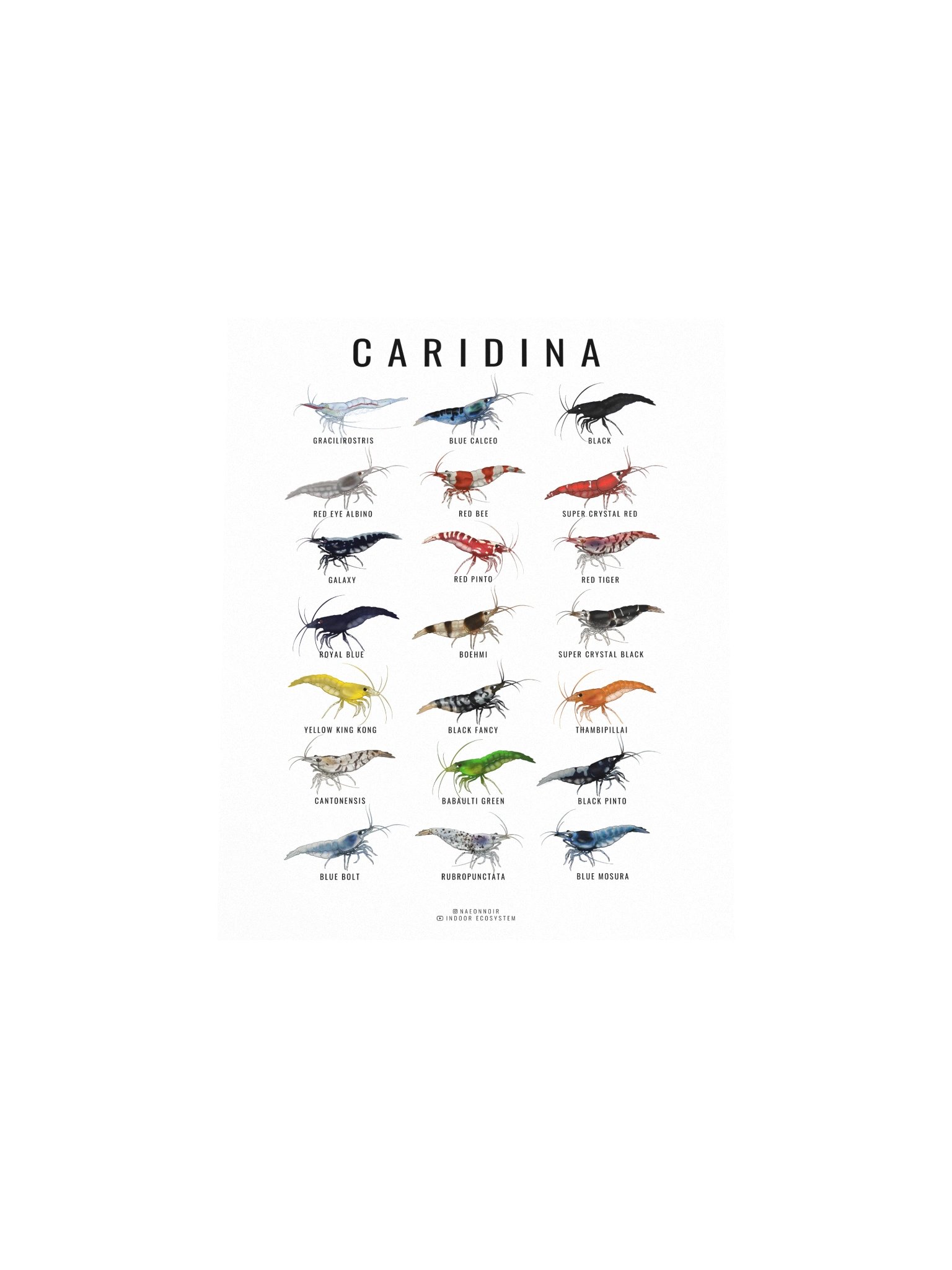 CARIDINA SHRIMP POSTER (WHITE) product image (4)