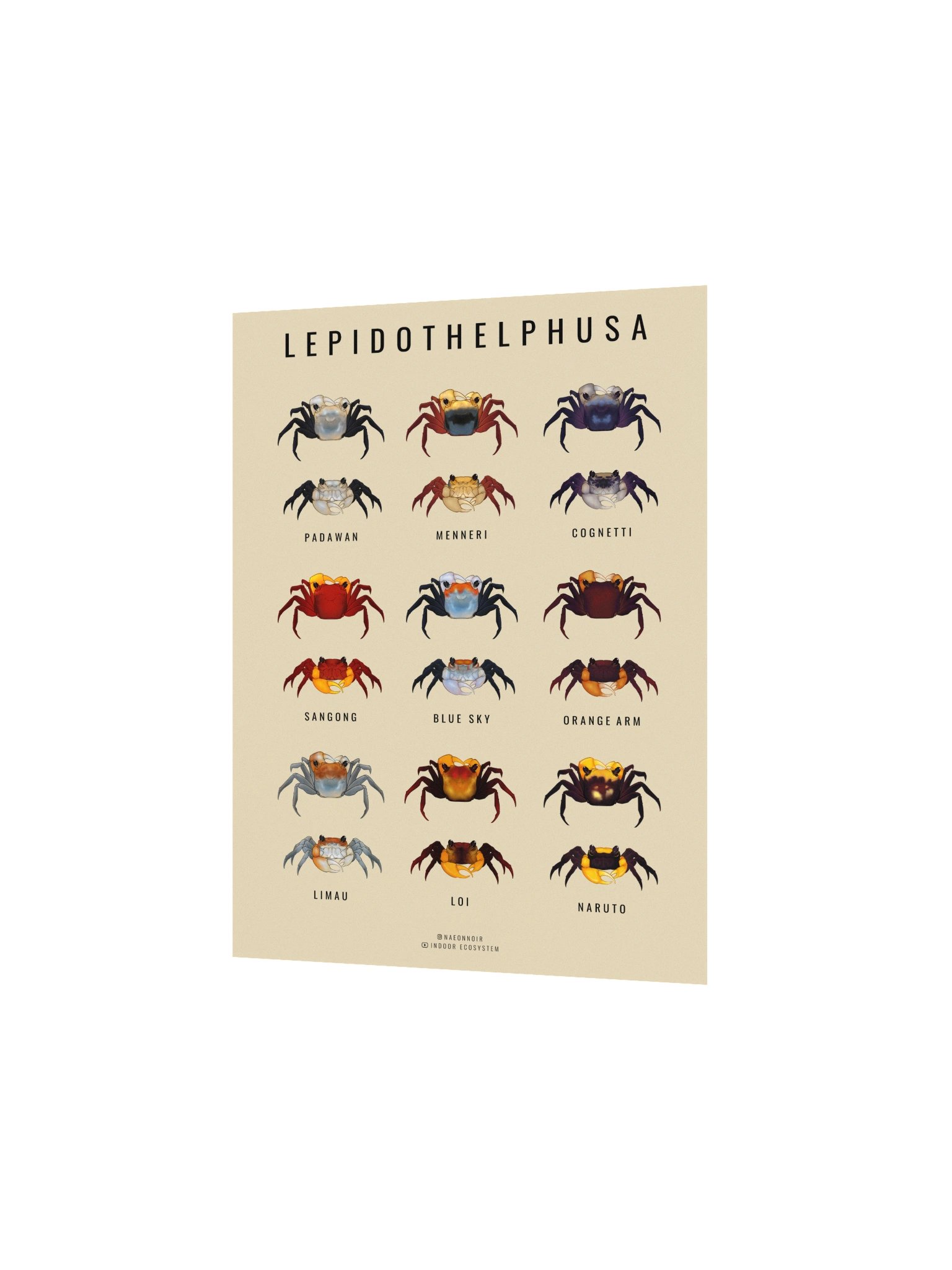 LEPIDOTHELPHUSA BORNEO CRAB POSTER (CREAM) product image (2)