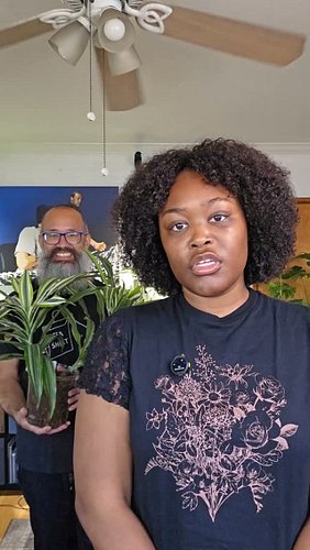 Come hang out in the MM Plant Lab [Check the b-i-o to join]

The Dragon Plant is another interesting addition to the indoor j...