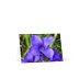 "Fringed Gentian" (Blank Card)