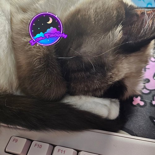 Being a full time kitty streamer is very hard work. Someone send treatos! #munchkin #munchkincat #cat #streamer #twitch
