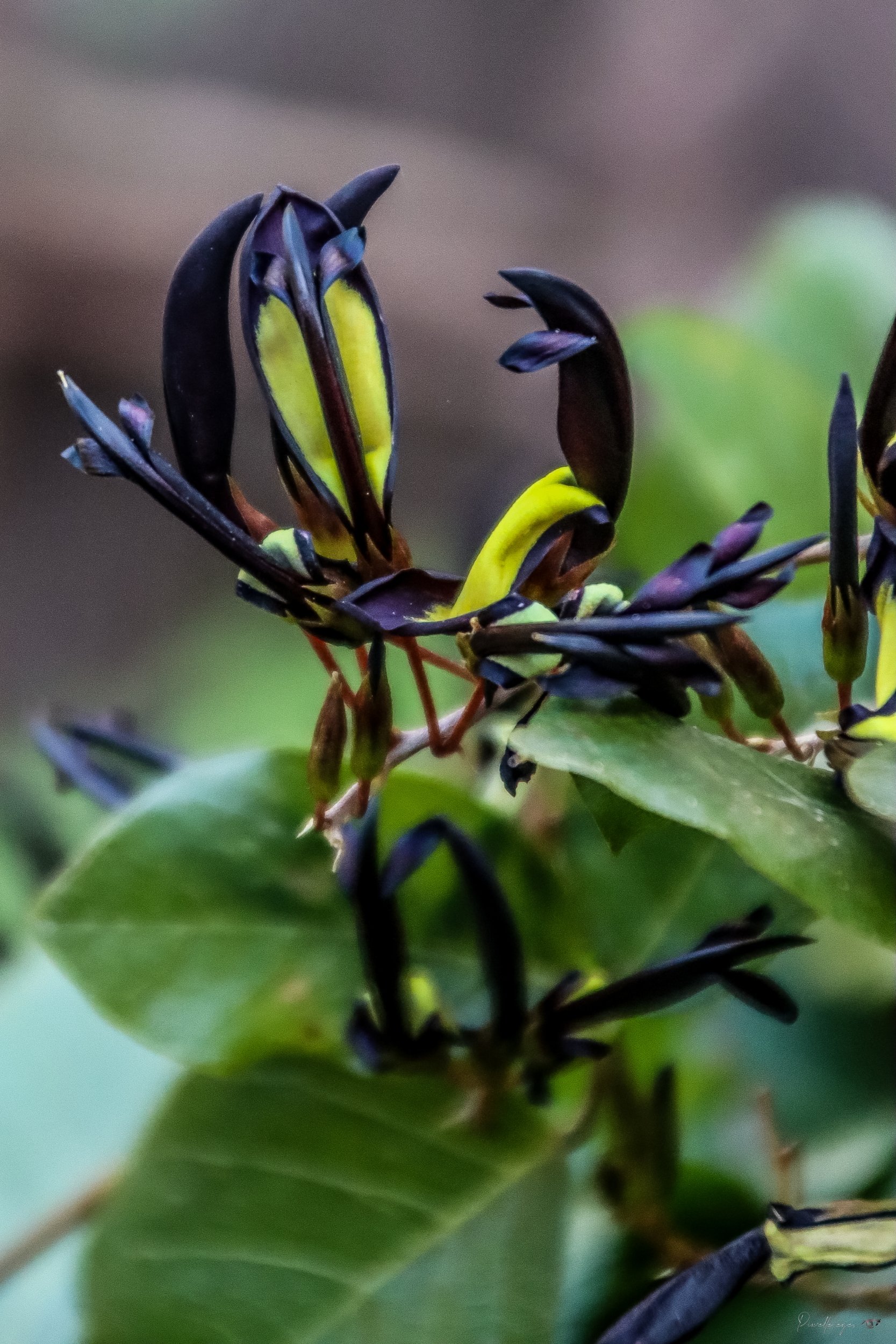 🌿 Fine Art - The Hidden Order of the Plant Mantises product image (1)