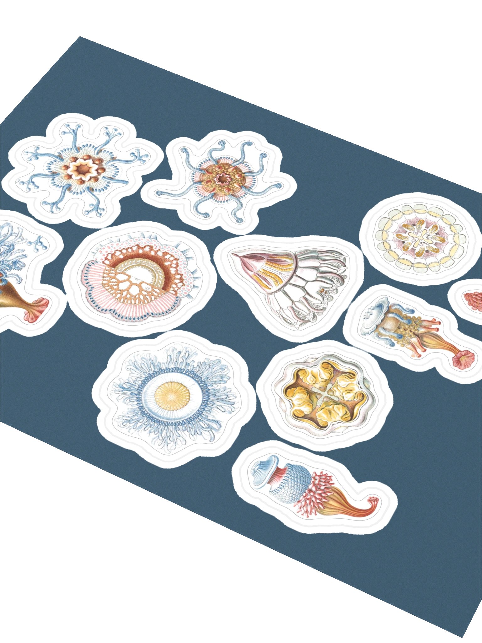 Sea Jellies – Haeckel Sticker Sheet product image (2)