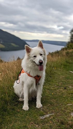 Happy 3rd Birthday to #AlaskanShepherd Nix! ❤️🐺🎂