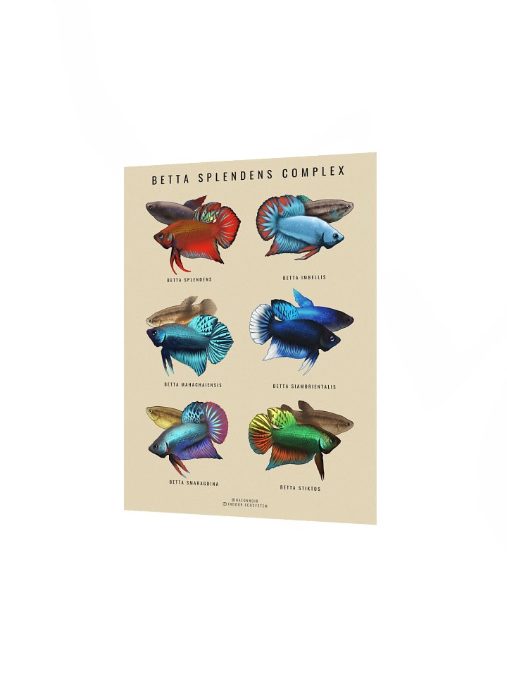 BETTA SPLENDENS COMPLEX POSTER (CREAM) product image (2)