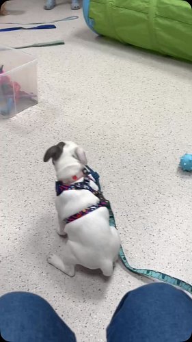 Week two of #puppy club and Freya is finding her feet 🥰 #staffiesofinstagram #dogsofinstagram