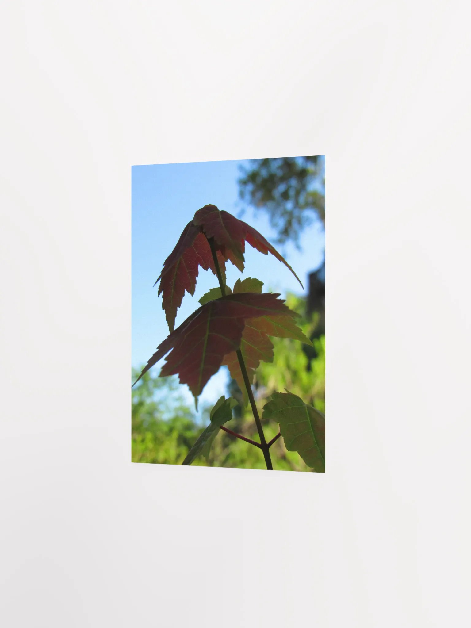 Maple Leaf product image (20)
