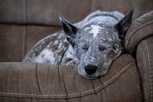 When you get a new camera, you take pictures of everything. Especially sleeping angels. #miles #eosr #sleeping #puppy #sleepy...