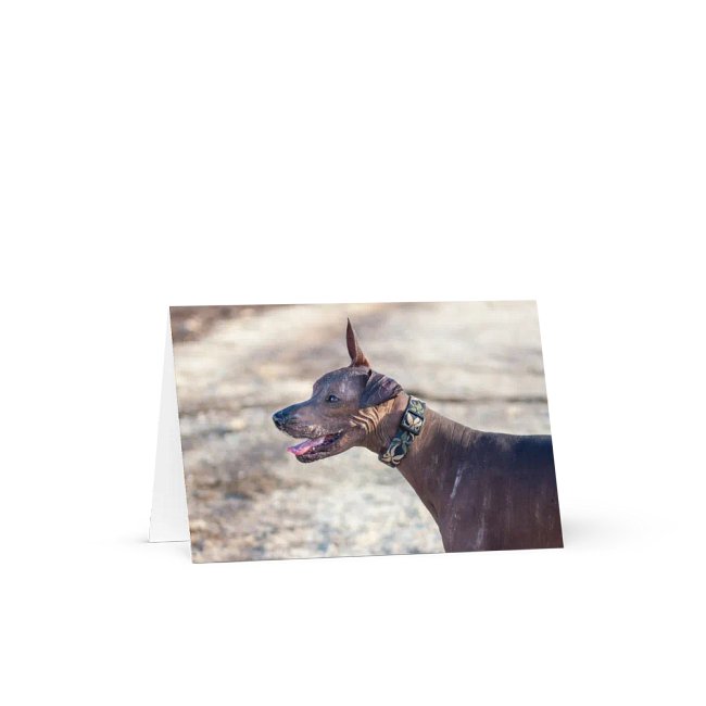 Dogs