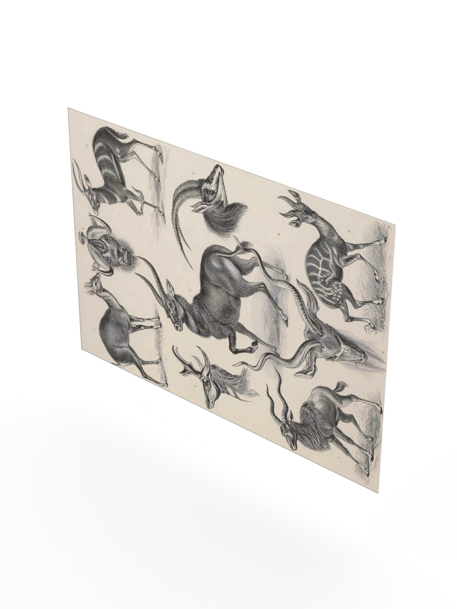 Antilopina; Antilope, Plate 100 – Haeckel Poster product image (8)