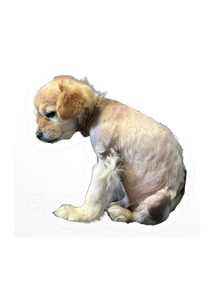 Darkness Falls (at the vet) product image (3)
