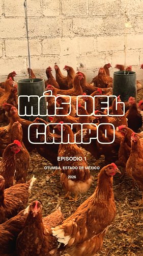 Así es como se produce el HUEVO de libre PASTOREO 🥚🐓