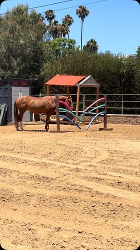 Got a new obstacle setup! #horse #horseenrichment #obstacles #poolnoodle #equestrian