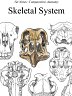 Skeletal and Skull Anatomy Vet Notes (PDF Download)