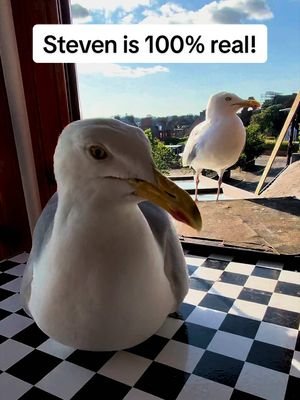 Steven was here long before AI even existed… Whenever it ultimately becomes sentient we are gonna be glad we have Steven around to sort it out!  #fyp #foryou #seagull #birds #feedingsteven