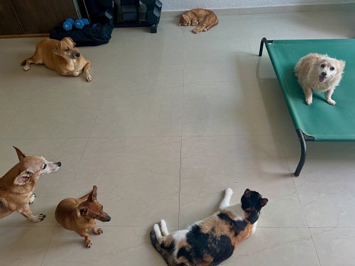The gang got together this morning to wish you an awesome day. 

We all agreed that we would love to see pictures of your fur...