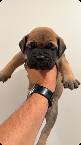 BOYs 💪🏽‼️ #bullmastiff #puppies #dog #puppy #fyp