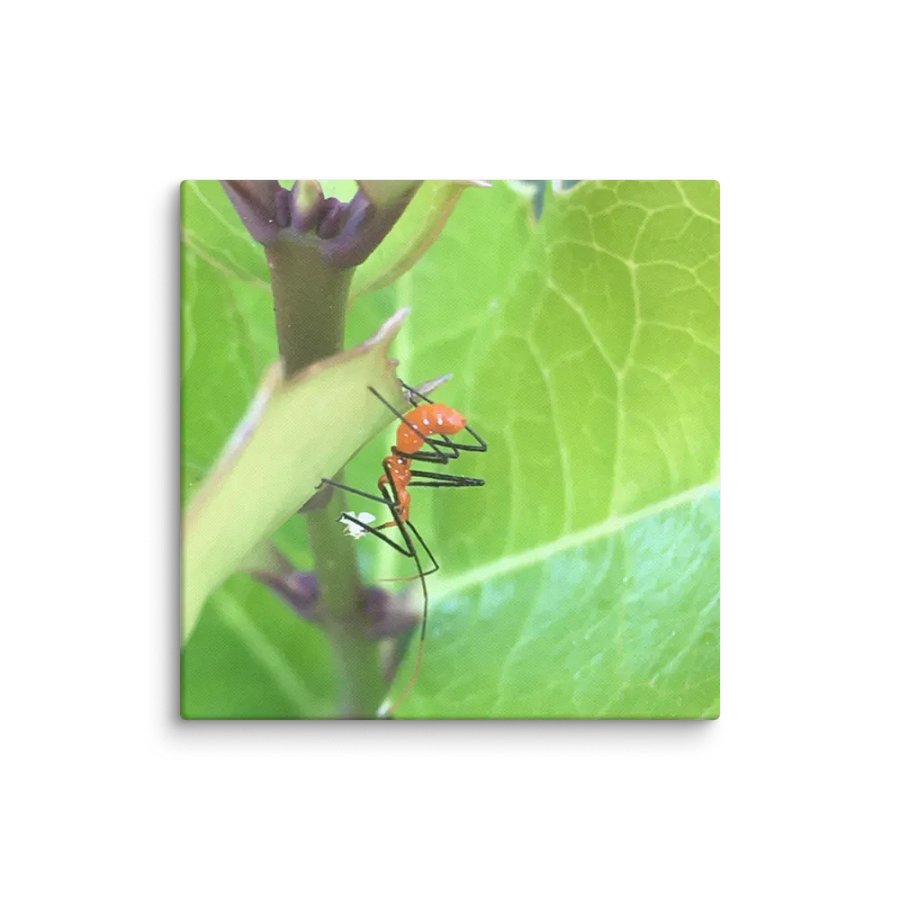 Milkweed Assassin product image (1)