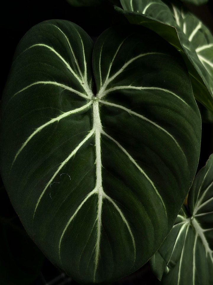 Philodendron Gloriosum Wallpaper product image (1)