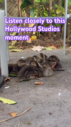 Baby Ducks and a Hidden Indiana Jones Sound at Hollywood Studios

One of those quiet Disney’s Hollywood Studios moments that ...