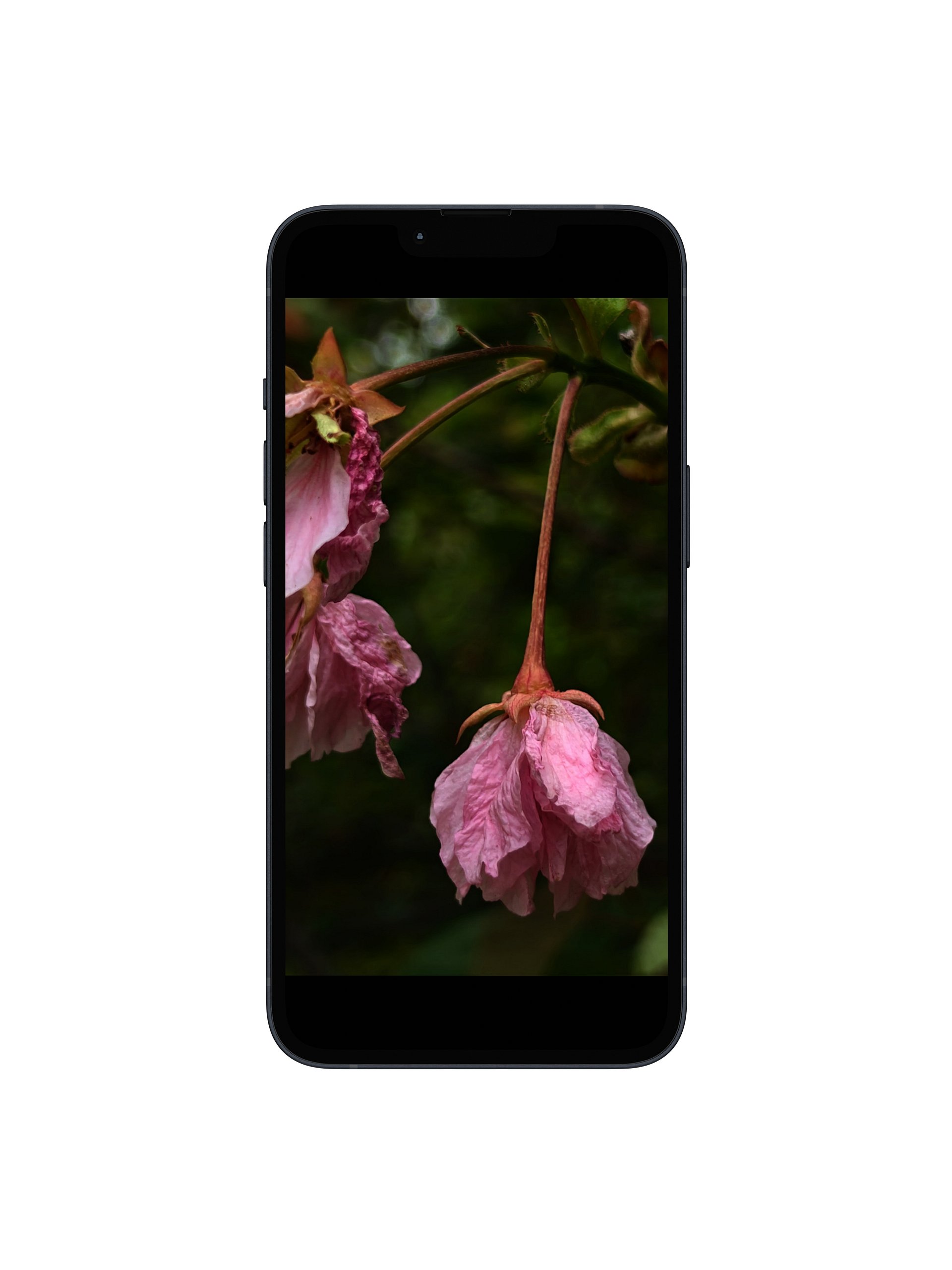 wilted cherry — phone wallpaper | from "holding" | eza product image (1)