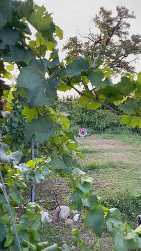 Behind the scenes 😉 sitting in a vineyard at lake garda. #meditation #nylonguitar #study #relaxation FULL SESSIONS ON YOUTUBE...
