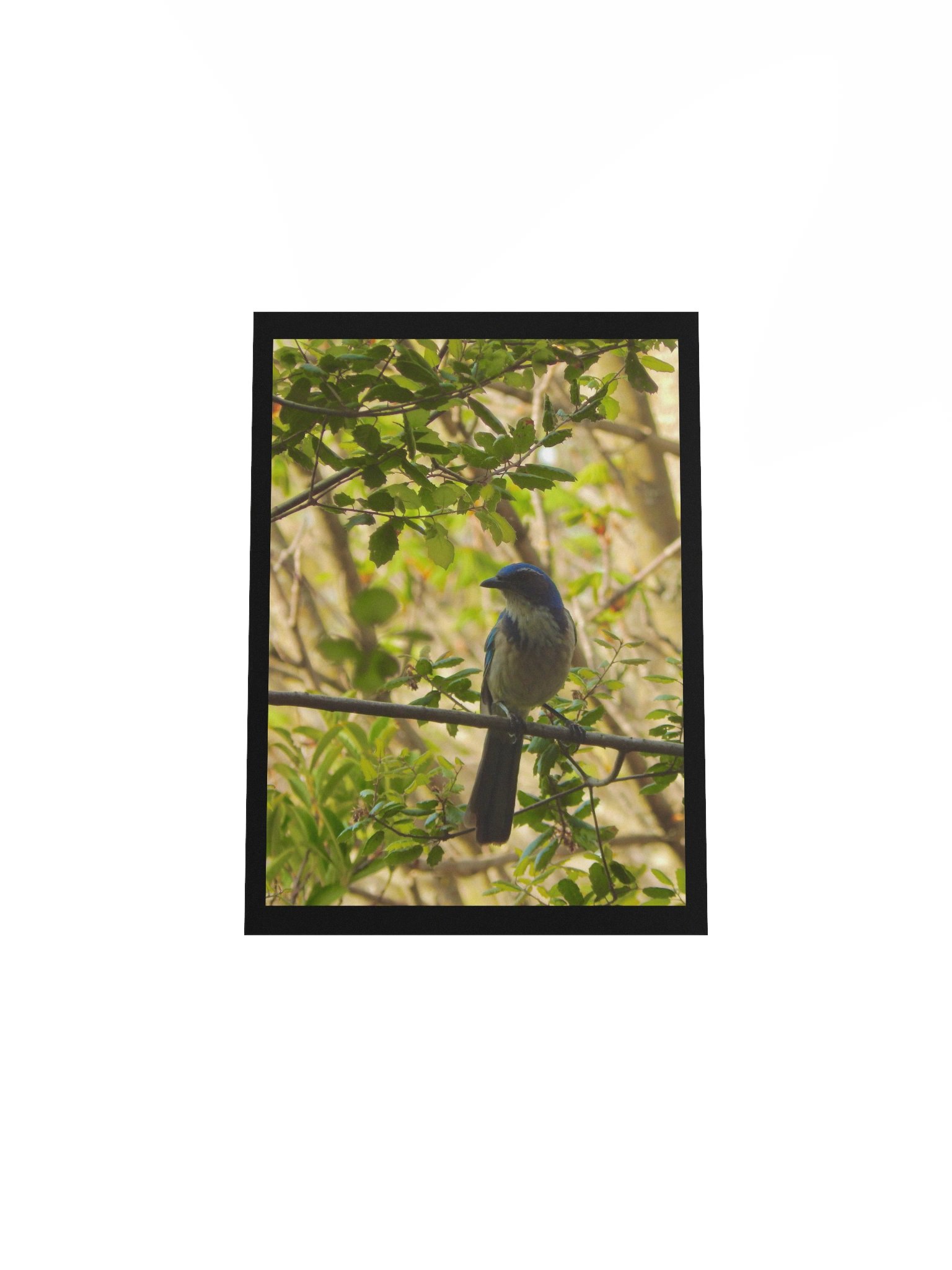 Jay product image (4)