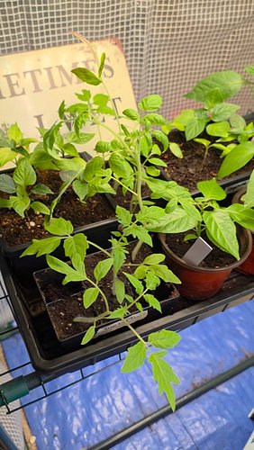 Harden off your seedlings 1 week or 2 before you transplant them outdoors. If you dont, they could get transplant shock, sunb...