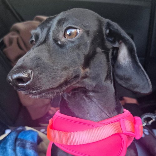 Sweet little Darla bean! ❤️ Since joining our family a couple months ago she has filled our hearts so very much. (Ofcourse we...