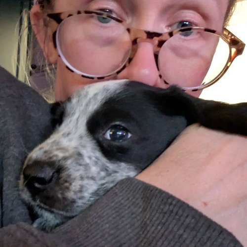 Are we crazy? Yes. Are we blessed beyond belief? Also yes. Welcome Freya!!!

#gsppuppy #australiancattledog #blueheeler #pupp...