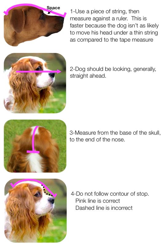 Field Guard Masks For Dogs product image (2)