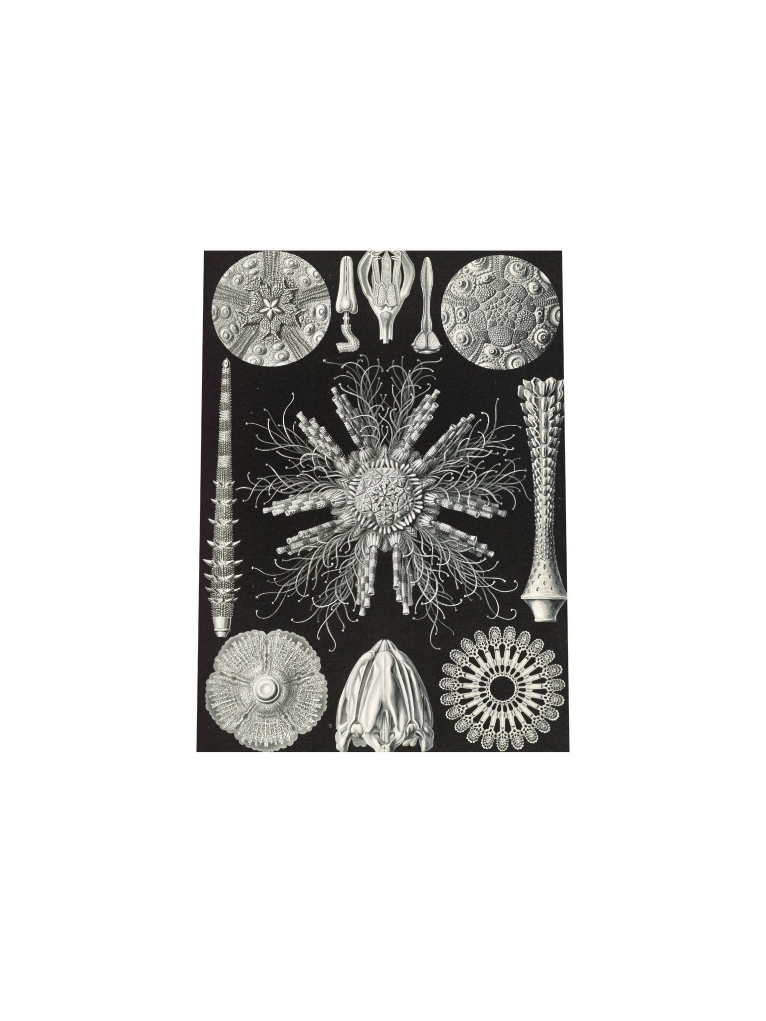 Sea Urchins Antique Zoological Art Print product image (11)