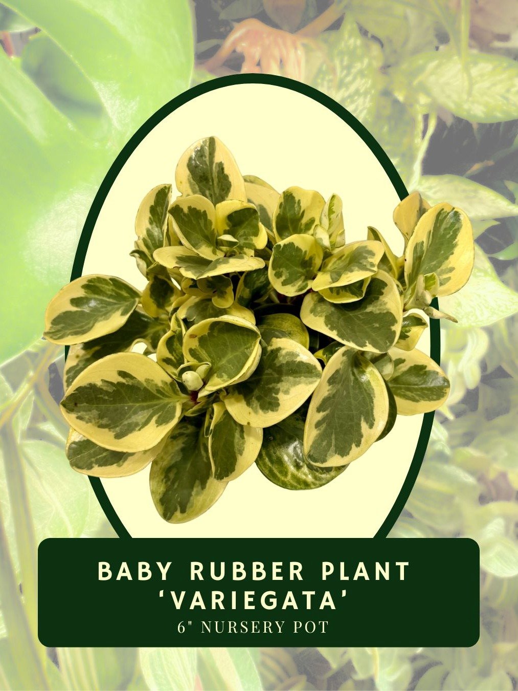 Baby Rubber Plant 'Variegata' product image (2)