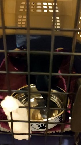I rescued a crow!