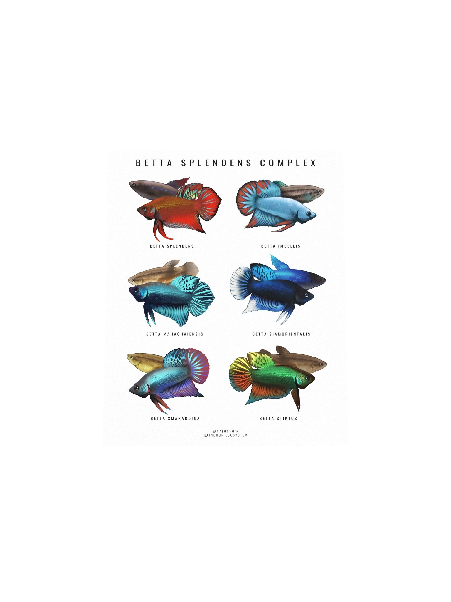 BETTA SPLENDENS COMPLEX POSTER (WHITE) product image (4)