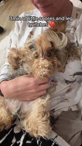 #fyp #dogsofinstagram #yorkielovers #yorkiegram #dogmom