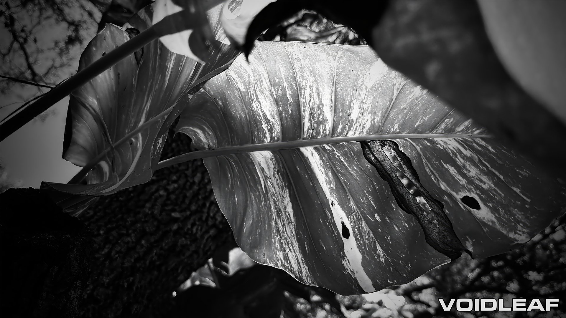 VOIDLEAF Digital Wallpaper - Grove [Digital Download] product image (1)
