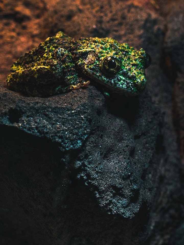 Mossy Tree Frog product image (1)