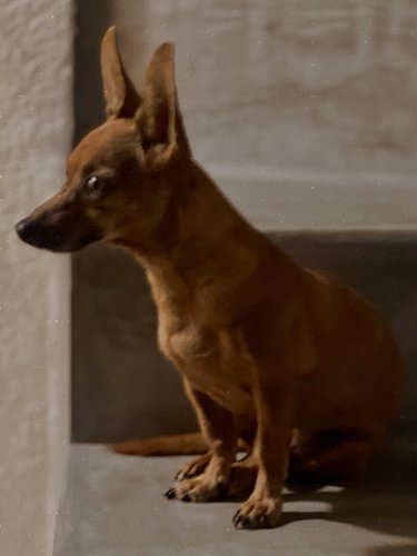 Chiquitin 

#chicathedoberman #chihuahua #smalldogbigpersonality