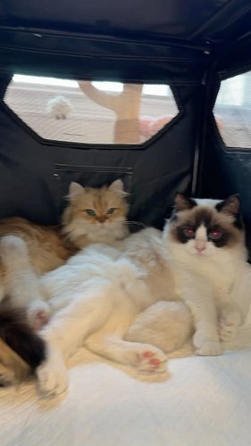 The mama cats are back in the kitten room. We'll see if Penny keeps the kittens in the box this time