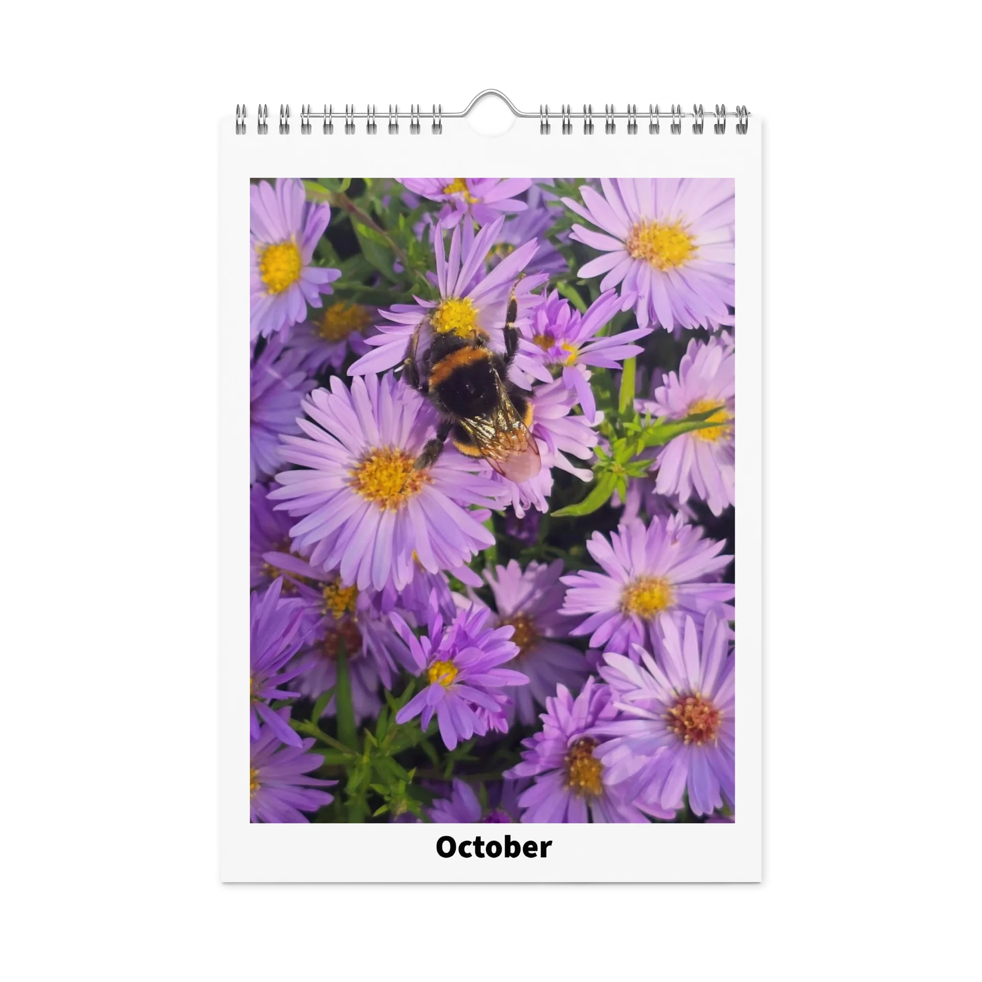 Ian's Insect Calendar product image (12)