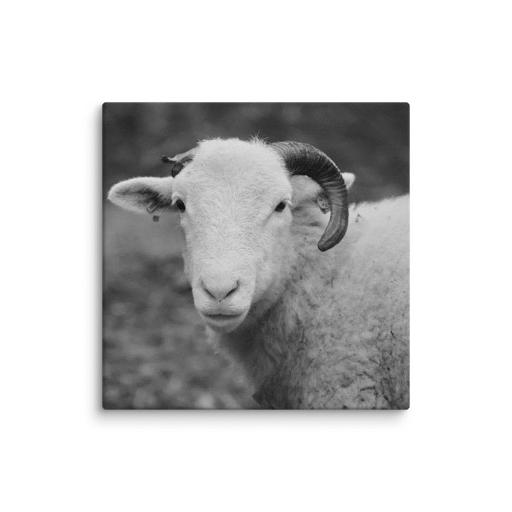 Dover Sheep Close Up Canvas product image (18)