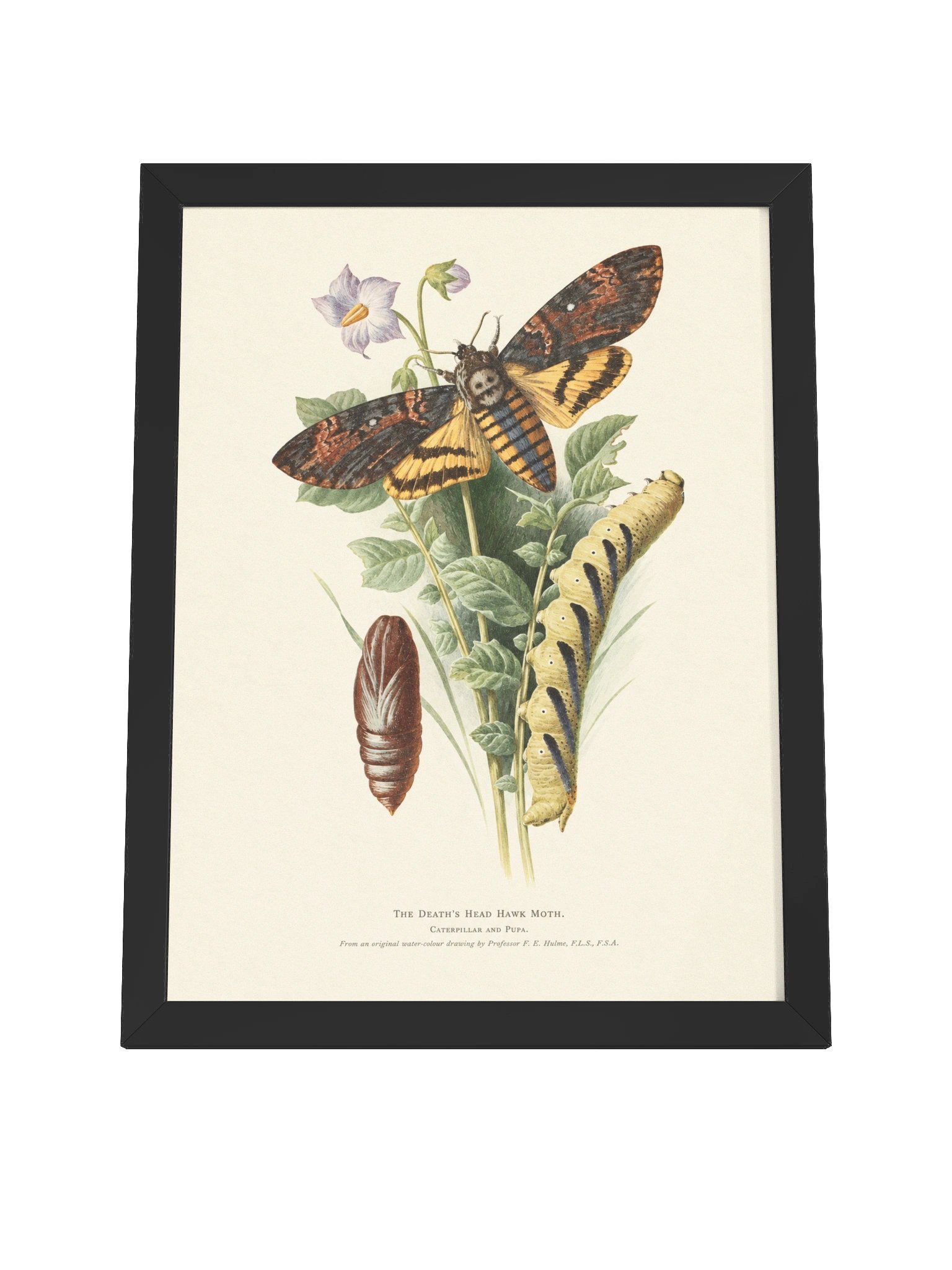 Death’s Head Hawk Moth — Restored Vintage Natural History Framed Poster product image (5)