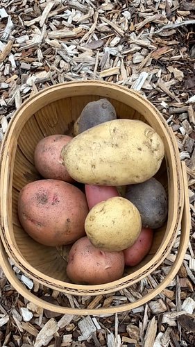 This #harvest includes potatoes (turned into French Fries!!) from my #backyardgarden 

I also made a sauce from my garden gar...