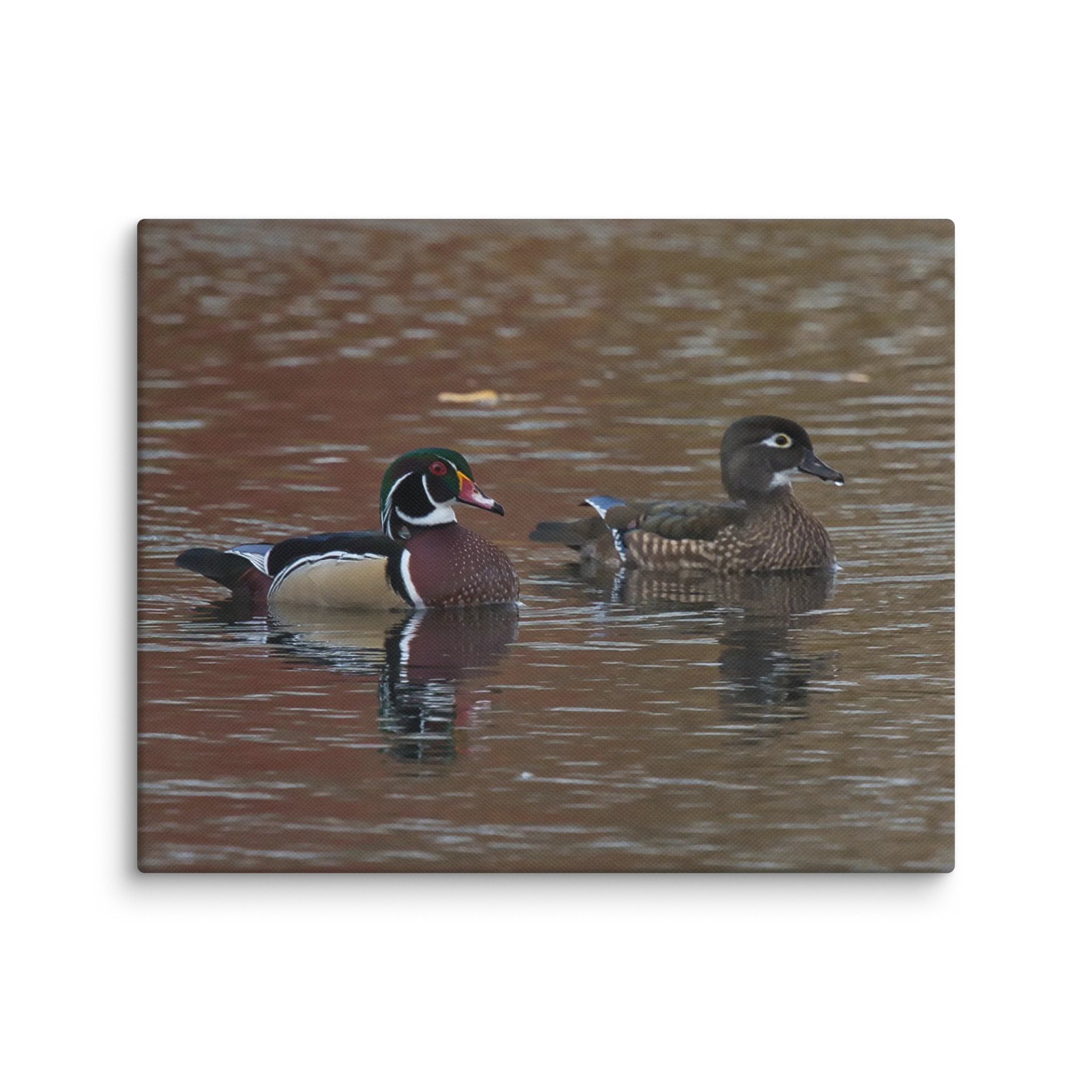 Wood Duck couple product image (11)