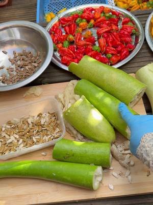Bash Lau harvest korlam Mid October #vegetables #gourd #seeds #london 